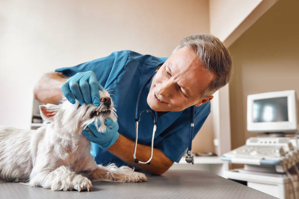 Best Same-Day Emergency Appointments in Merrionette Park, IL